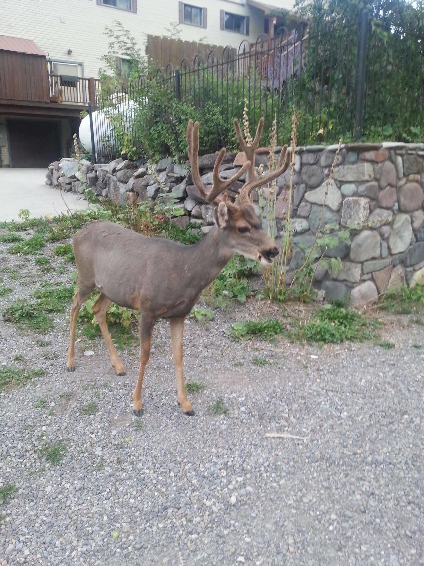 Rivers Edge Motel Lodge & Resort Ouray Esterno foto